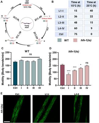 HLH-1 Modulates Muscle Proteostasis During Caenorhabditis elegans Larval Development